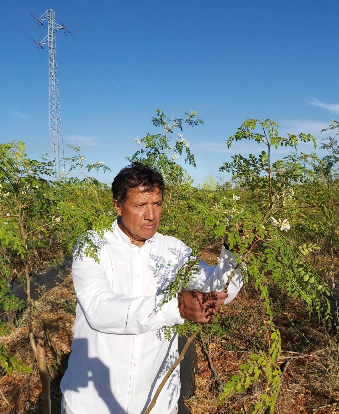 Moringa Olefiera |