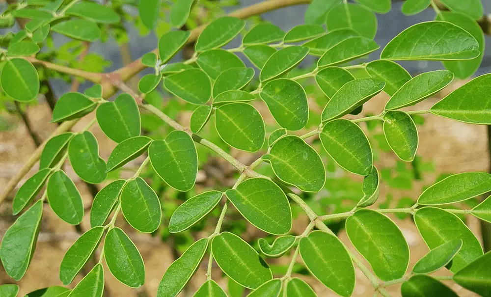 moringa-connatur-conil (1)
